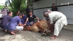 پاکستان کې خلک اختر لمانځي او قربانۍ کوي