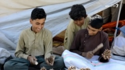 خوست کې زرګونه کسان د زڼغوزیو شوکولو په کار بوخت شوي