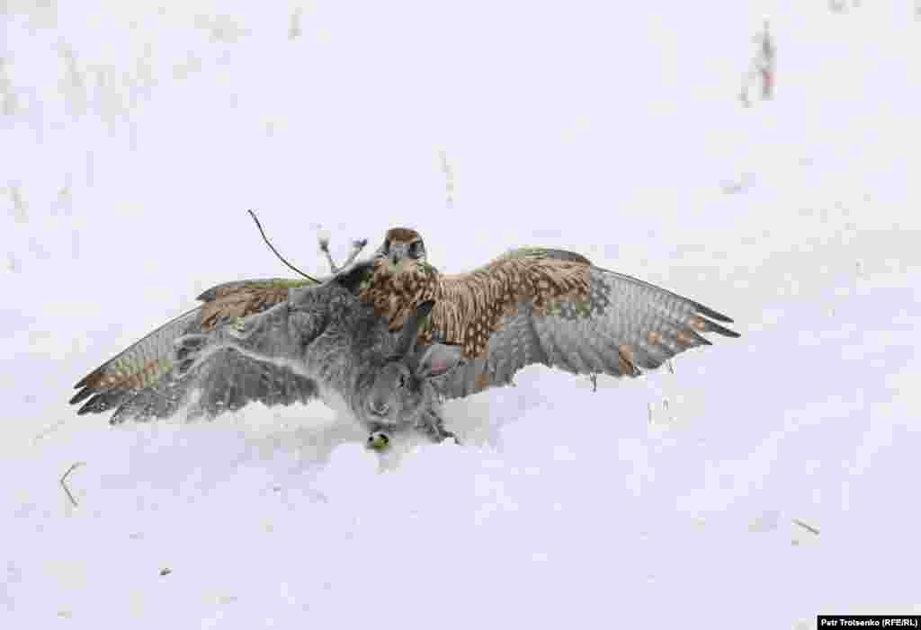 Състезанията се провеждат на няколко етапа. Птиците са изпитани за степента им на подготовка, както и за ловни умения. Птицата трябва лесно да намери собственика си на дистанция от 200 метра и да кацне на ръката му. Също така трябва да могат да ловят гълъби, лисици и зайци. На тази снимка сокол улавя заек.