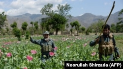 Ооганстандын Нангархар провинциясындагы апийим талаа. 10-апрель, 2018-жыл.