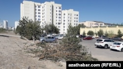 В микрорайоне Мир вырубают деревья, сентябрь 2018.  