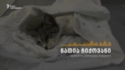 ნათია ჩიქოვანი მიუსაფარი ცხოველების გადაუჭრელ პრობლემაზე