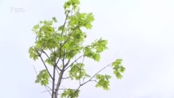 Мэрия тогуз миң сомдук көчөттү көрсөттү