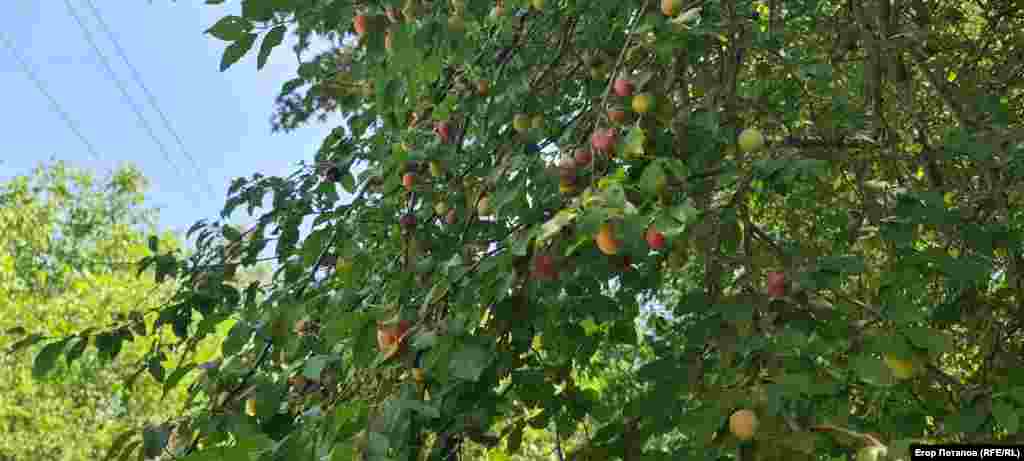 Но есть и плюс – обилие диких плодовых деревьев вдоль тропы к гроту Чокурча