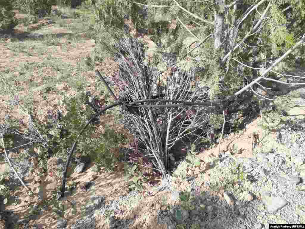 На месте высыхающих деревьев в следующем сезоне будут высажены новые&nbsp;&nbsp; &nbsp;