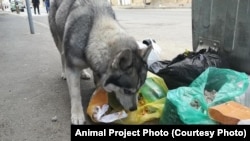 თბილისელი ჰასკი