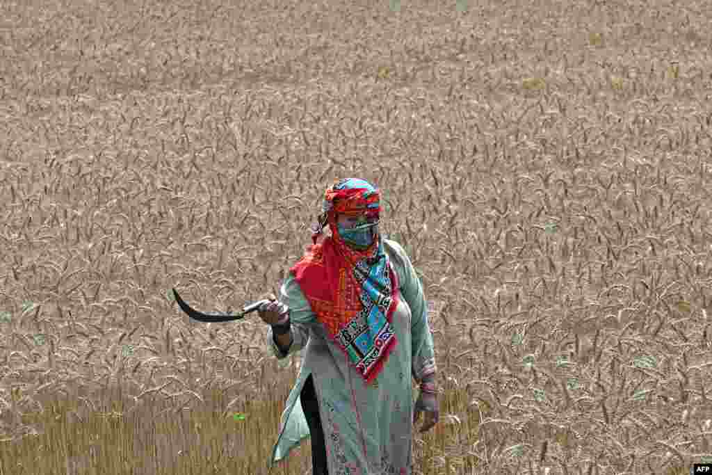 Пакъстанның Лаһор шәһәреннән ерак түгел фермер бодай уңышы җыя. 