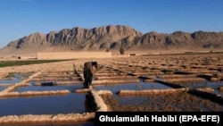 هلمند کې یو بزګر د خپلو کروندو د خوړوبولو پرمهال- March 22, 2021