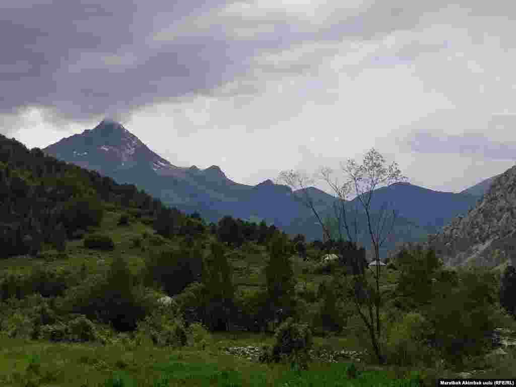 Жапайы жаныбарларды атууга жана бак-дарактарды кыюуга тыюу салынган.