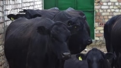 Абердин-ангуссы и швицы. На Иссык-Куле улучшают племенное поголовье коров