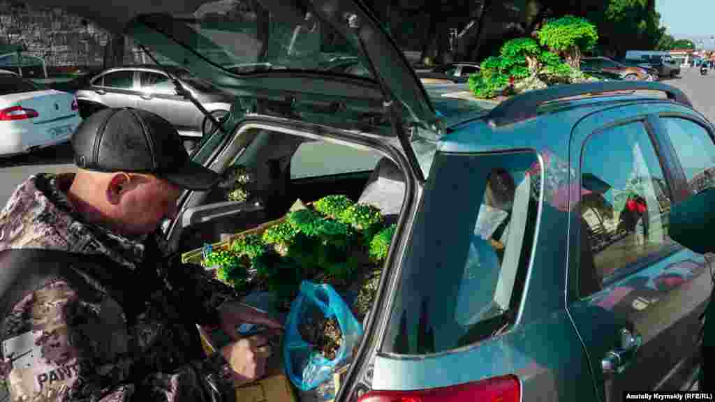 Aqmescit ressamı İgor ise yalıda özü yapqan bonsaylarnı sata