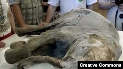 Orsýetde tapylan doňan mamontyň çagasy. Alty aýlyk mamontyň çagasyny Ýamal ýarym adasynda bir aýal tapypdyr. Onuň 10,000 ýyl mundan ozal ölendigi çak edilýär.