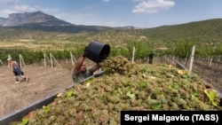 Уборка на виноградниках объединения «Массандра». Алушта, 2019 год