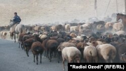 Täjigistanyň Khatlon sebitinde goýunlaryň we geçileriň sürüsi. 