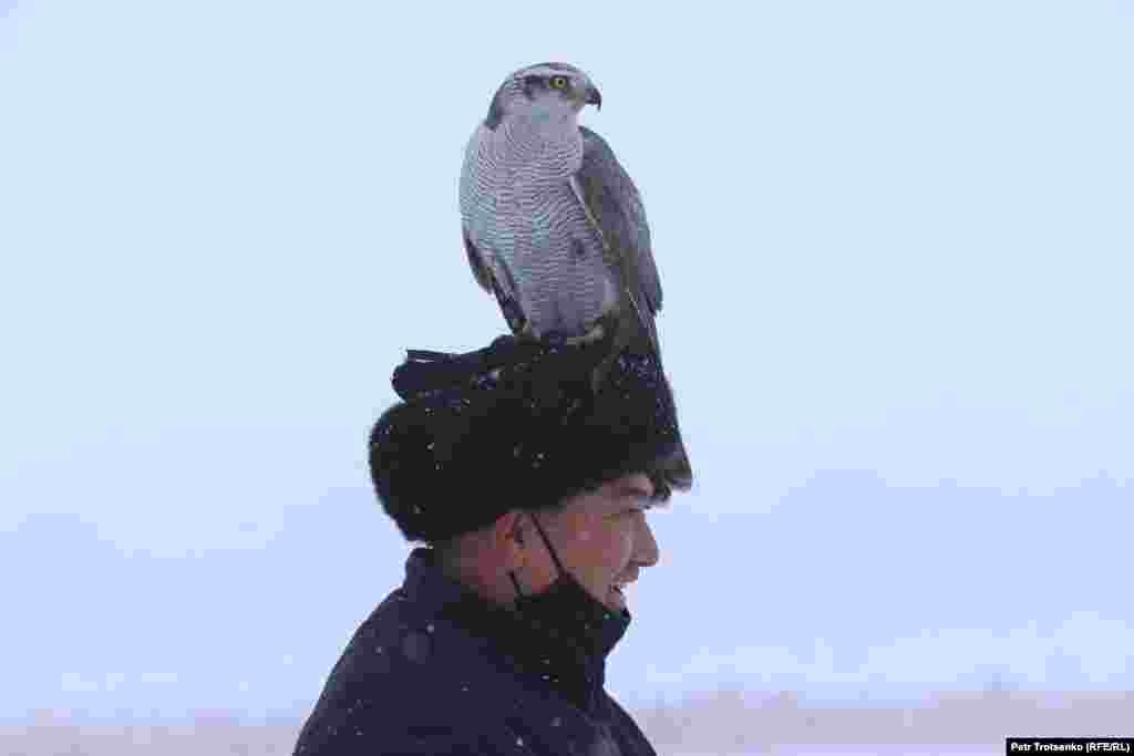 Граблива птица е кацнала на главата на стопанина си.