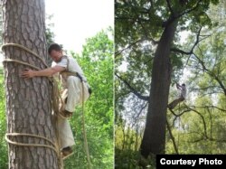 Бортнік падымаецца на дрэва пры дапамозе лязева