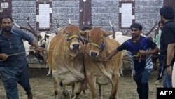 Акс аз як молбозори Покистон. Бойгонӣ