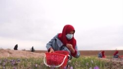 افغانستان کې ښځې پر محدودیتونو سربېره د زعفرانو په کروندو کې کار کوي