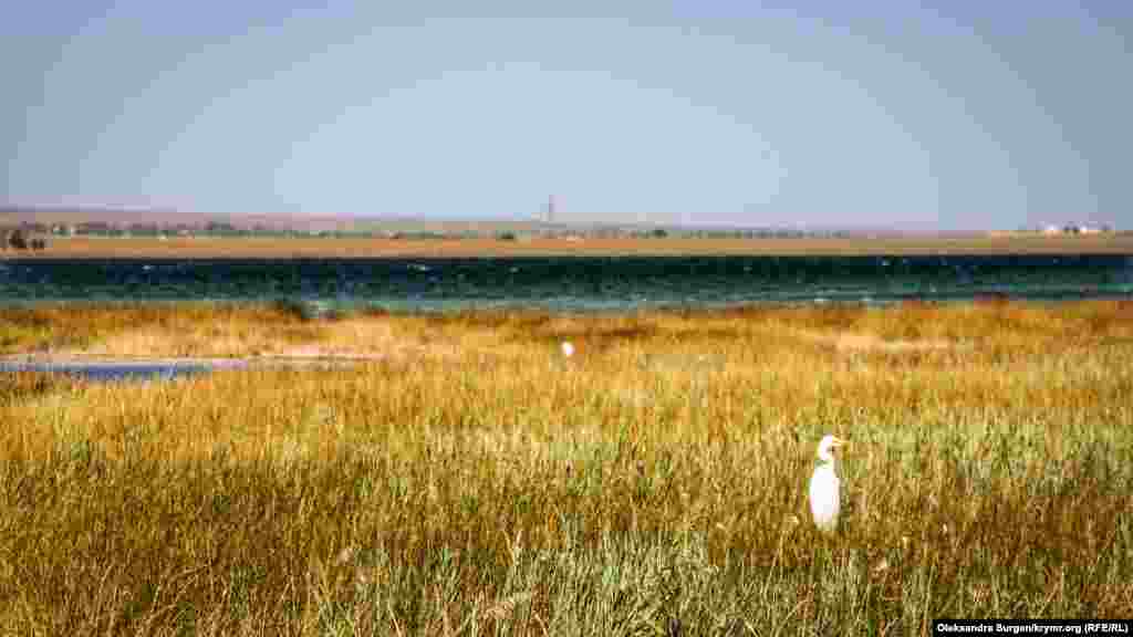 Bel Avuzğa kirgende&nbsp;balıqçil