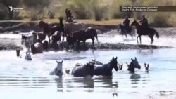 “Кентавр” - доор көйгөйүн чагылдырган тасма