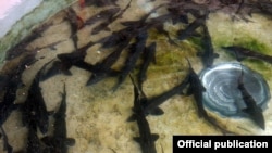 Кыргызстанда өндүрүлүп жаткан балыктар.