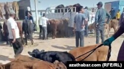 Mal bazary. Türkmenistan. Iýul, 2025. 