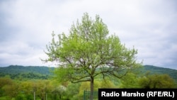 Нохчийчоь --Тевзана, 2016