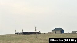 Люди, выгоняющие на выпас лошадей, на территории кооператива «Жер-Ана 1». Шымкент, 10 марта 2021 года.