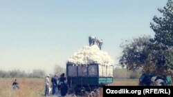 Пахта теримига чиққан ёрдамчилар