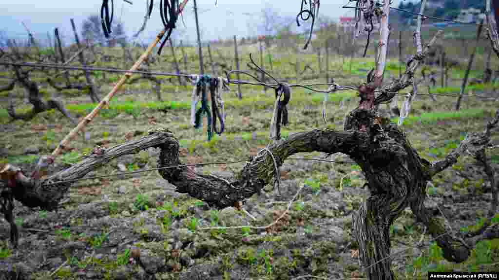 Ana-mına ilk filisler atacaq