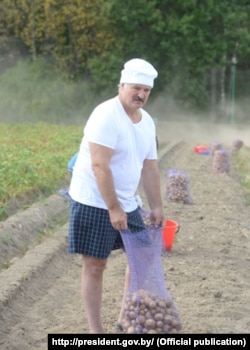 2015 год. Лукашэнка зьбірае бульбу ў Драздах. Ілюстрацыйнае фота