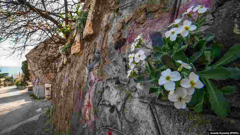 Pastaçıq (primula) tik divarda öz yerini tapqan