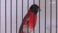 الجزاير کې د ژوبل او ناروغو سايرو درملنه کېږي