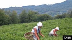 Импортируемый в Грузию этот вид продукта занимает 90 процентов ее рынка