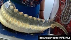 Bikanun tutulýan balyklaryň söwdasy görülmedik derejede erkin boldy.