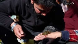 کشمیري حکیمان په ژورو د خلکو د درملنې دعوه کوي خو طب څه وايي؟