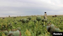 دانش: مواد مخدر امکانات مالی برای جنگ تحمیل شده افغانستان تهیه می‌کند.