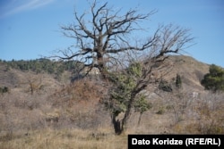 Эта местность в основном покрыта кустарниками и травой, кое-где встречаются деревья