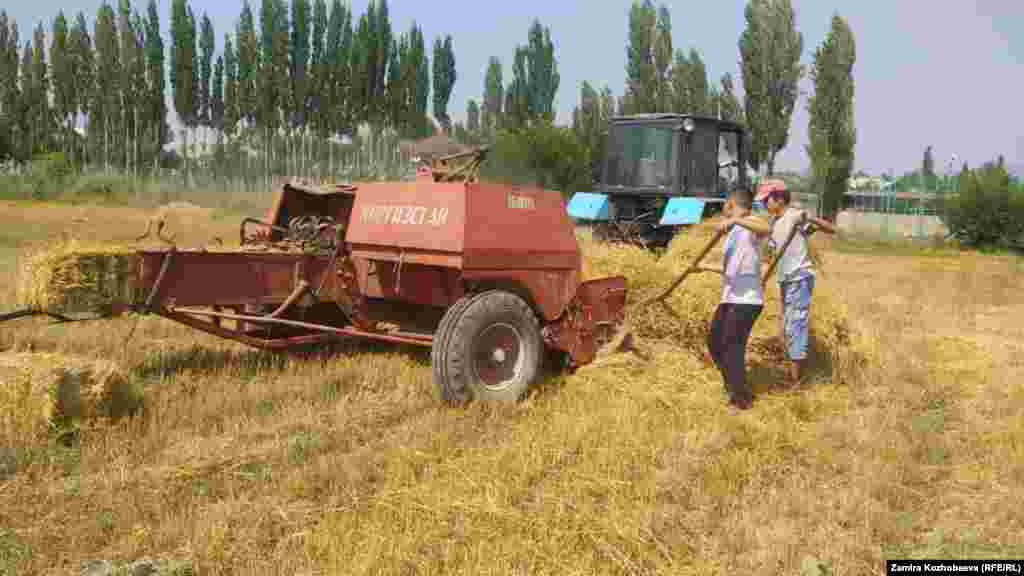 Талаада саман чогултуп жаткан балдар.