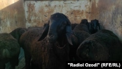 Молбозори шаҳри Кӯлоб дар остонаи Иди Қурбон 