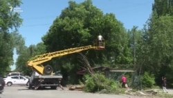 Деревья vs дорога