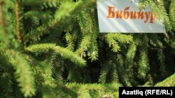 Теләгән һәркем килеп чыршы утыртты, чыршыларга инәкиләренең исемнәре язылган такталар элде