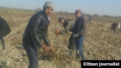 Студентлар исингани ўт ёқиш учун ғўзапоя термоқда