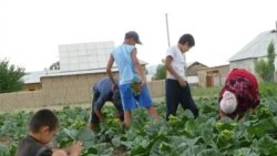 Талаада иштеген өспүрүмдөр.