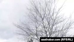 На Ашхабадских мусорках все больше копающихся в отходах людей