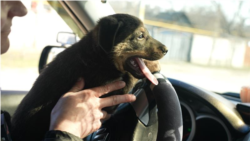 Șoferiță de troleibuz, salvatoarea patrupezilor fără stăpân din Chișinău