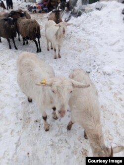 Все козы на ферме чипированы