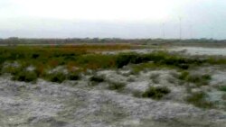 Daşoguz: Ýerleriň şorlaşmagy ekinleriň guramagyna getirýär