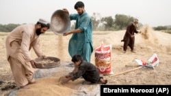 Afgani într-un lan de grâu, la periferia orașului Herat, Afganistan, iunie 2023. 
