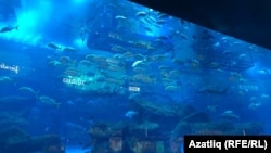 Сәүдә үзәгендә хәтта акулалар да яши